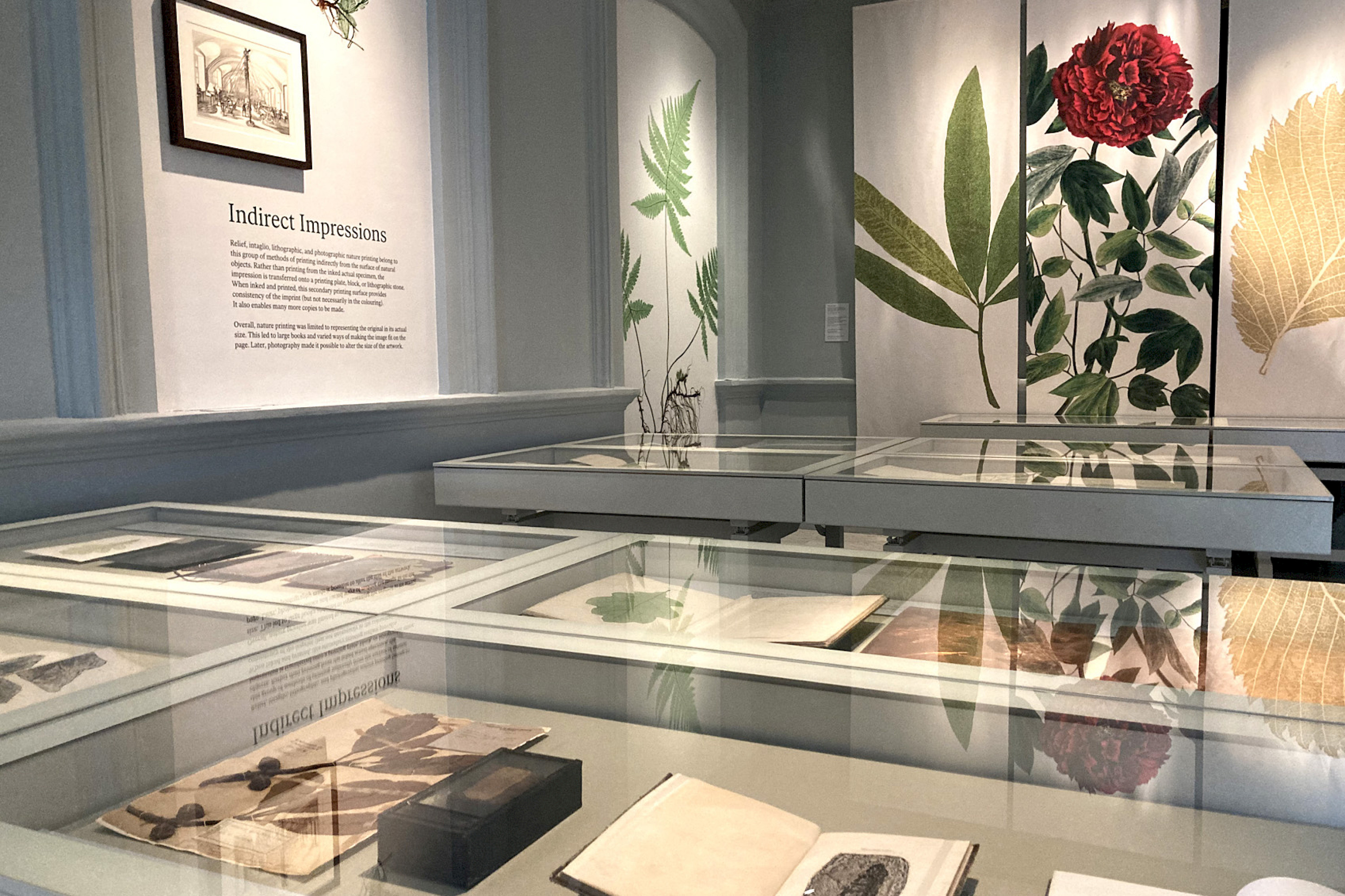 Close up of the exhibition space of Capturing Nature at the Botanical Art Gallery