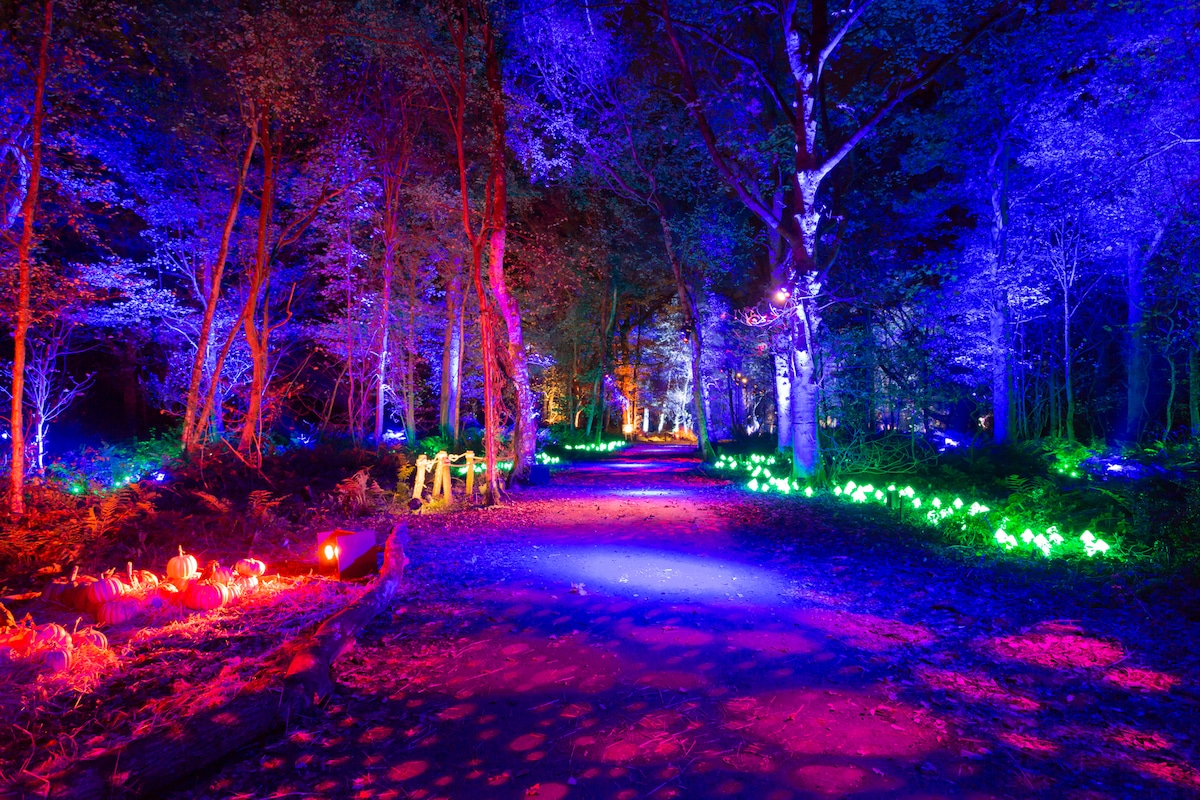 Wide shot of a neon-lit forest trail