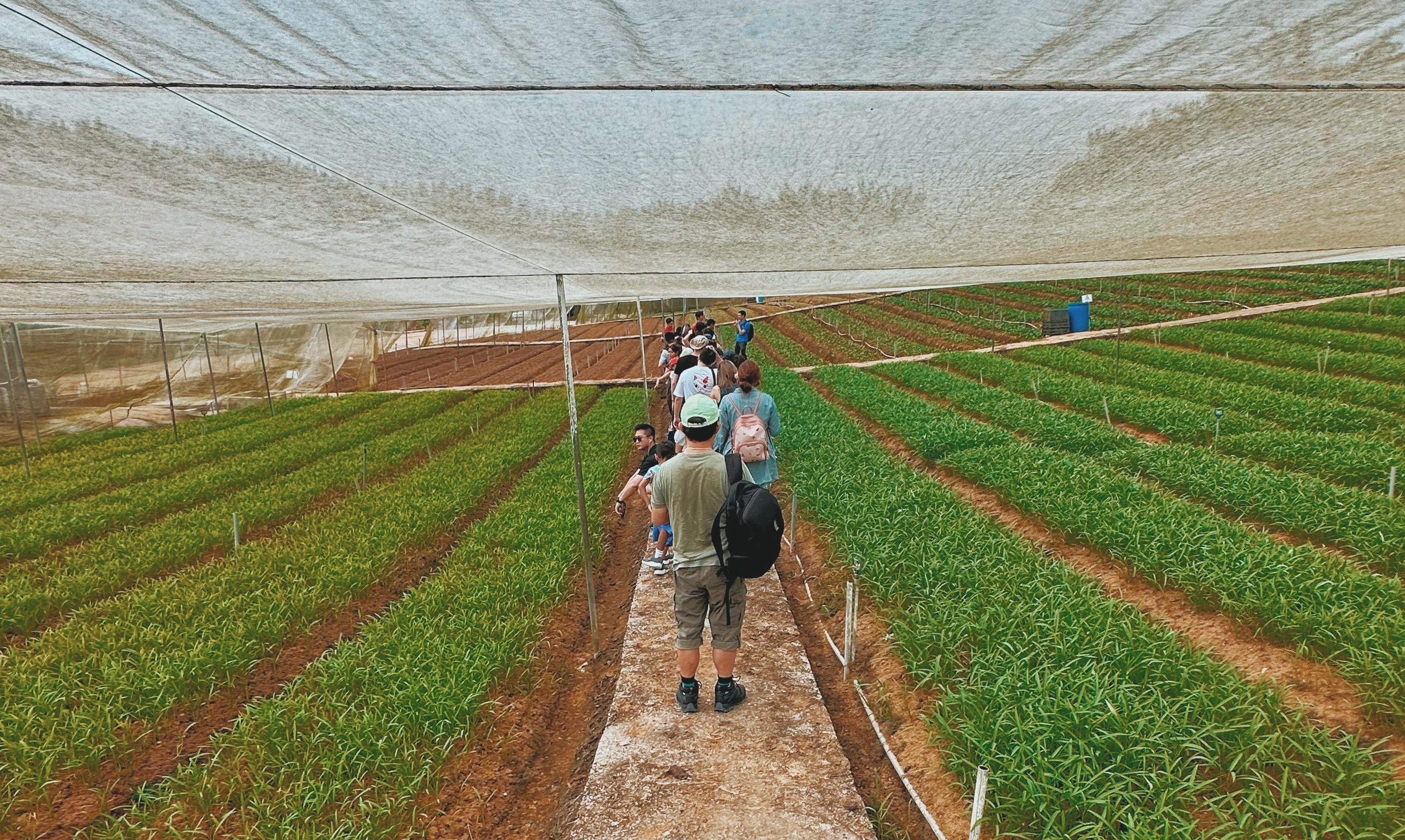  Wide shot of tourists walking single-file down a pathway in a farm, surrounded by rows of greens 