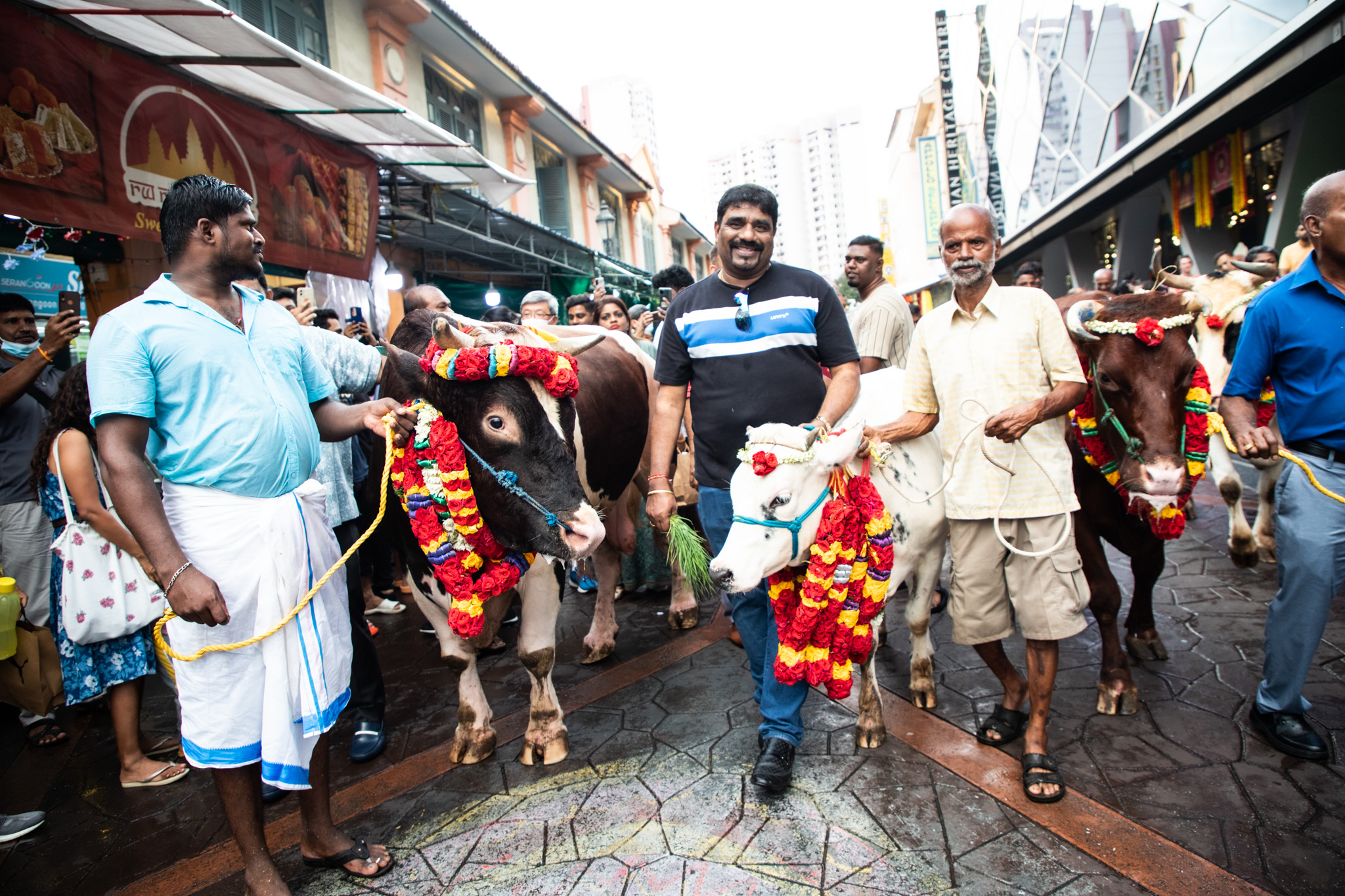 Adorned Cattle are walked around the Pongal Festival in Little India 2023, Little India Shopkeepers and Heritage Association